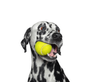 Cute dalmatian dog holding a yellow ball in the mouth. Isolated on white background